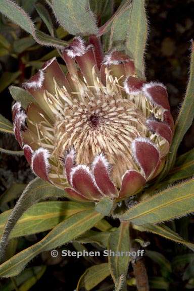 protea burchellii 3 graphic